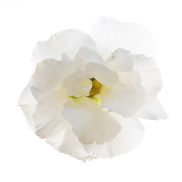 Изолированный белый цветок — стоковое фото