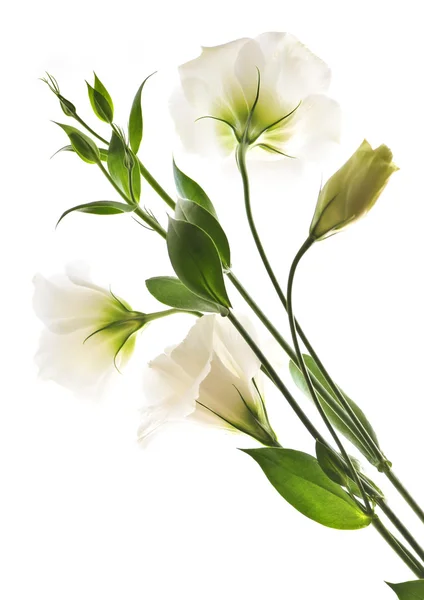 Elszigetelt fehér virágok — Stock Fotó