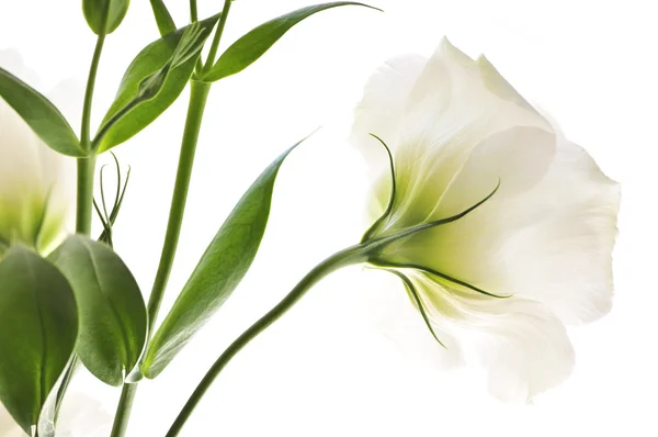 Bloemen Genaamd Prairie Rose Geïsoleerd Witte Achtergrond — Stockfoto