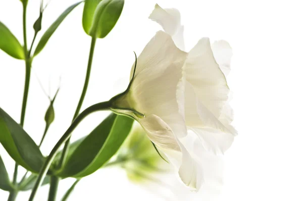 Ізольована білі квіти — стокове фото