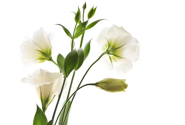 Flores Chamadas Pradaria Rosa Isolado Fundo Branco — Fotografia de Stock