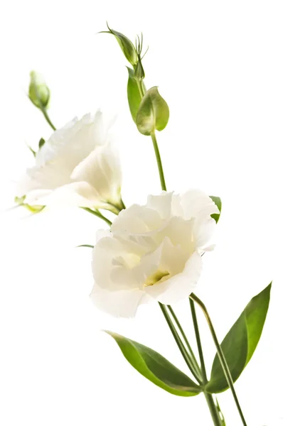 Flores brancas isoladas — Fotografia de Stock