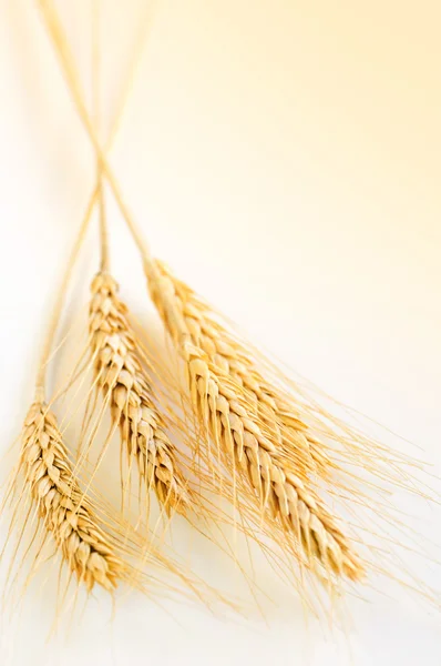Спелые Колосья Пшеницы Закрываются Копировальным Пространством — стоковое фото