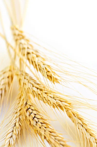 Спелые Колосья Пшеницы Закрываются Копировальным Пространством — стоковое фото