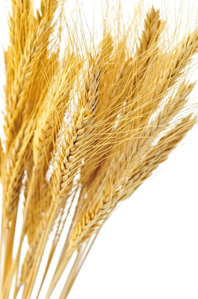 金小麦籽粒孤立在白色背景上的茎梗 — 图库照片