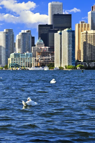 Набережная Торонто Белыми Лебедями Гавани — стоковое фото