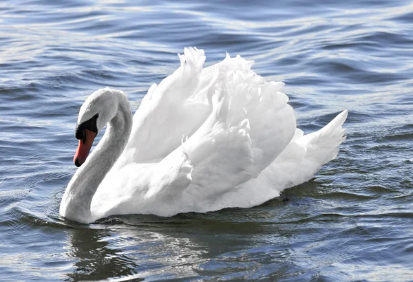 Красивый Белый Лебедь Поднятыми Крыльями Голубой Воде — стоковое фото