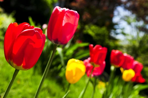 Tulipani Fioriti Lucenti Che Crescono Giardino Primavera — Foto Stock