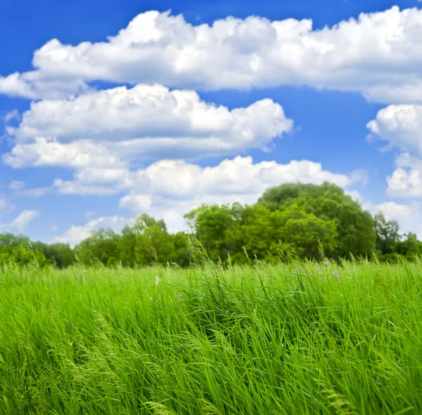 草和树与多云蓝色天空 — 图库照片