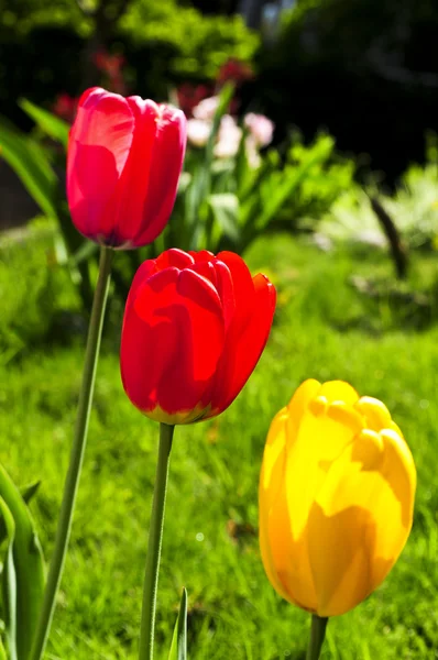 Tulipani Fioriti Lucenti Che Crescono Giardino Primavera — Foto Stock