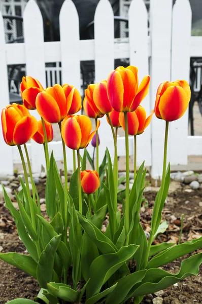 Tulpaner i vårträdgården — Stockfoto