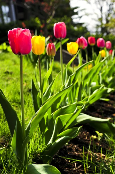 Bahar Bahçe Büyüyen Parlak Çiçek Açan Laleler — Stok fotoğraf