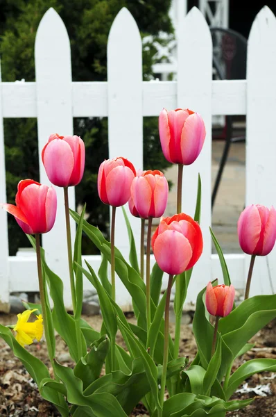 春の庭のチューリップ — ストック写真