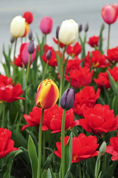 Světlé Kvetoucí Tulipány Pěstování Jarní Zahradě — Stock fotografie