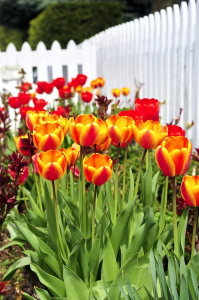 Tulipanes en jardín de primavera —  Fotos de Stock