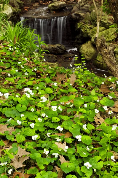 Flores de primavera perto de riacho — Fotografia de Stock