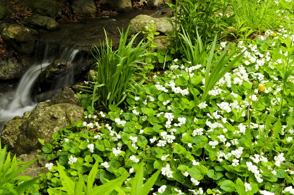 Violetas Brancas Canadá Florescendo Uma Floresta Primavera Perto Riacho — Fotografia de Stock