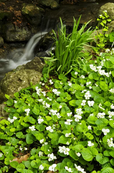 Flores de primavera perto de riacho — Fotografia de Stock