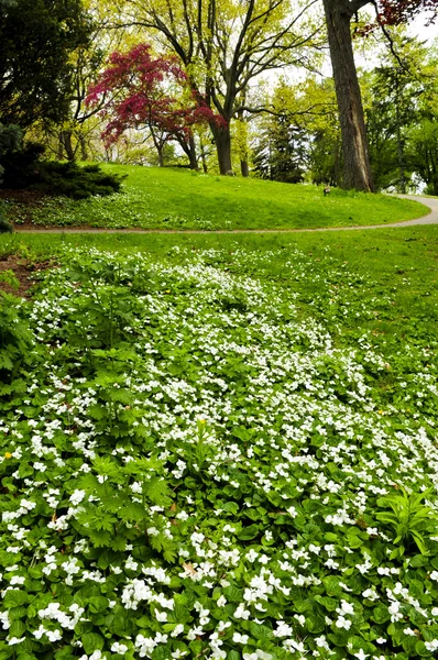 Wiosenne kwiaty w pobliżu potoku — Zdjęcie stockowe