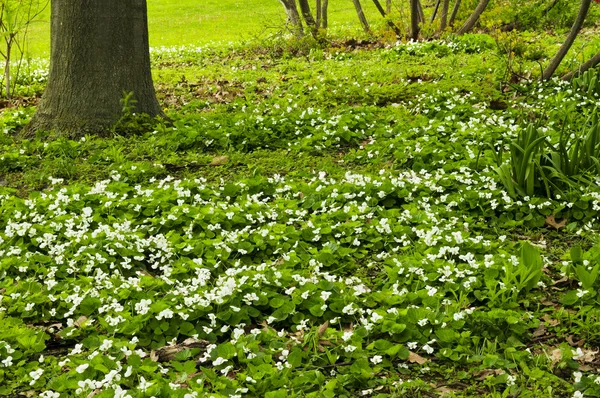 春の公園に咲く白いカナダ バイオレット — ストック写真