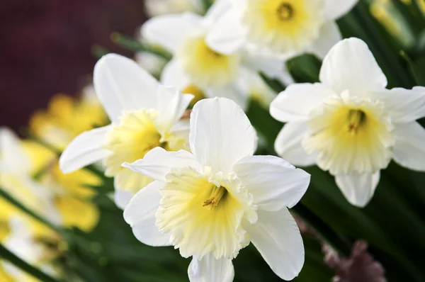 Pole Kvetoucí Narcisy Parku Jaře — Stock fotografie
