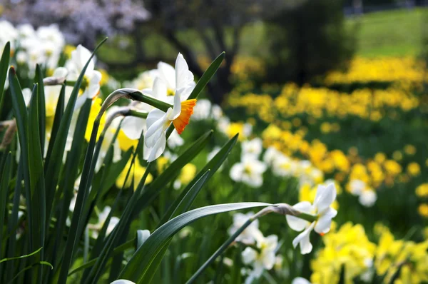 Çiçek Açan Nergis Bahar Park Alanı — Stok fotoğraf