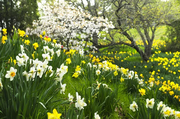 Rozkwiecony daffodils Park wiosny — Zdjęcie stockowe