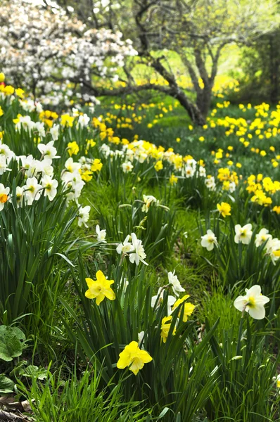 Bloeiende narcissen in voorjaar park — Stockfoto
