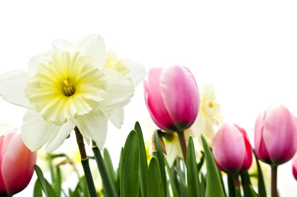 Tulipes Jonquilles Isolées Sur Fond Blanc Bordure Florale — Photo