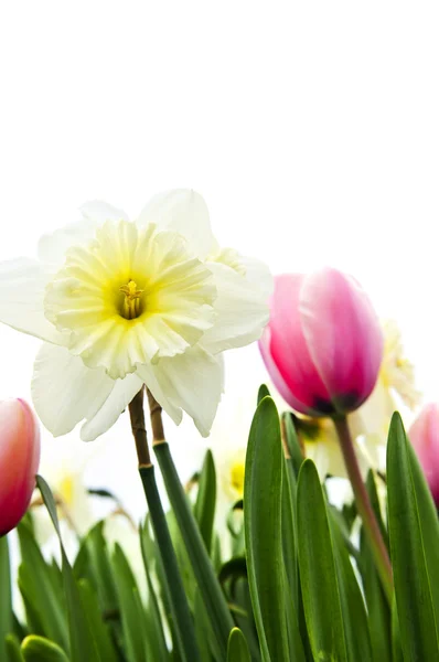 Tulpen Narcissen Geïsoleerd Een Witte Achtergrond Floral Grens — Stockfoto