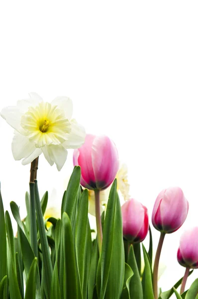Tulipany Żonkile Białym Tle Białym Tle Granica Kwiatowy — Zdjęcie stockowe