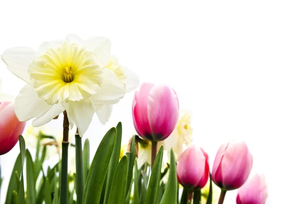 Tulpen Und Narzissen Isoliert Auf Weißem Hintergrund Floraler Rand — Stockfoto