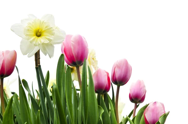 Tulipány a narcisy na bílém pozadí — Stock fotografie