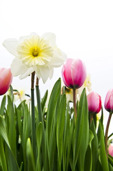 Тюльпаны Нарциссы Изолированы Белом Фоне Цветочная Граница — стоковое фото