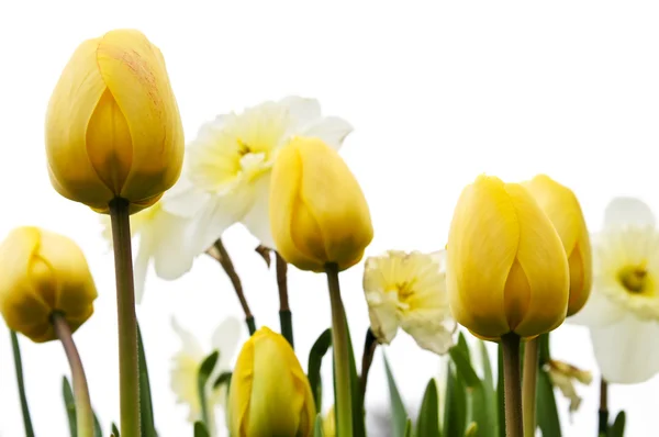 Тюльпаны и нарциссы на белом фоне — стоковое фото