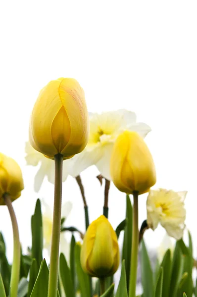 Тюльпани Нарциси Ізольовані Білому Тлі Квіткова Рамка — стокове фото