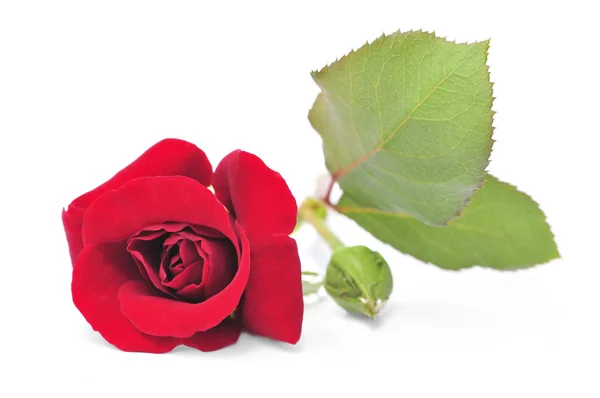 Piros rózsa virág fehér háttér — Stock Fotó