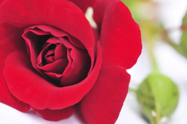 Μακροεντολή Της Τον Κόκκινος Αυξήθηκε Λουλούδι Που Απομονώνονται Λευκό Φόντο — Φωτογραφία Αρχείου