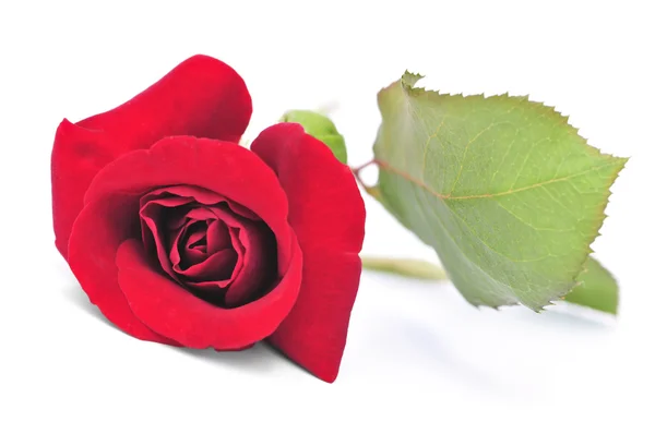 Makro Der Roten Rose Blume Isoliert Auf Weißem Hintergrund — Stockfoto