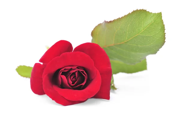 白い背景に赤いバラの花 — ストック写真