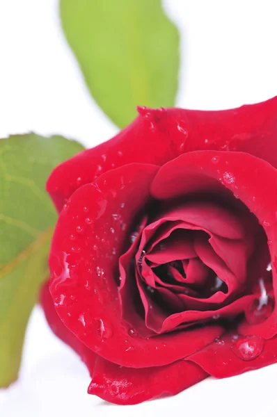 Κόκκινο τριαντάφυλλο λουλούδι σε λευκό φόντο — Φωτογραφία Αρχείου