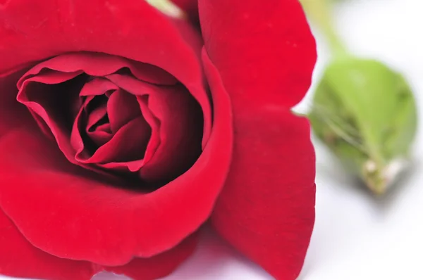 Makro Izole Beyaz Zemin Üzerine Kırmızı Gül Çiçek — Stok fotoğraf