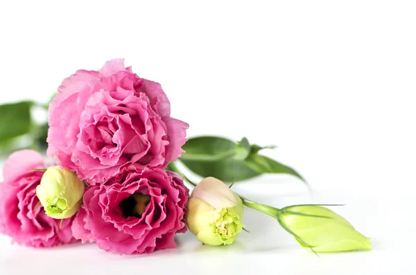 Isolerade rosa blommor — Stockfoto