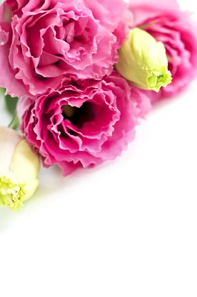 束鲜花称为草原玫瑰隔离在白色背景上 — 图库照片