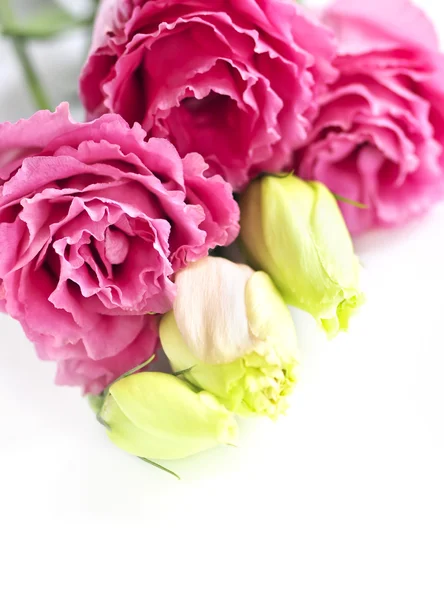 孤立的粉色花 — 图库照片