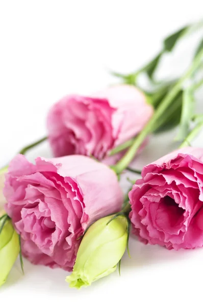 Isolerade rosa blommor — Stockfoto