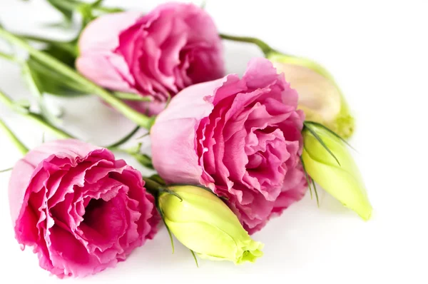 Izolált rózsaszín virágok — Stock Fotó