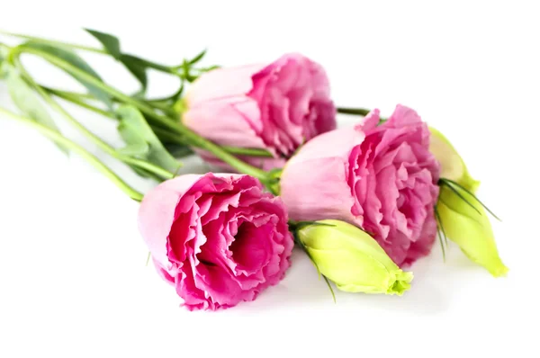 Bouquet Fleurs Appelé Prairie Rose Isolé Sur Fond Blanc — Photo