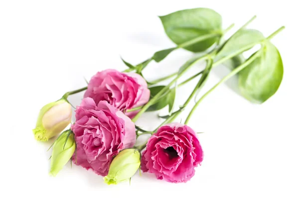 Ramillete Flores Llamado Pradera Rosa Aislado Sobre Fondo Blanco — Foto de Stock