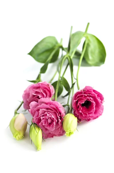 Ramillete Flores Llamado Pradera Rosa Aislado Sobre Fondo Blanco —  Fotos de Stock